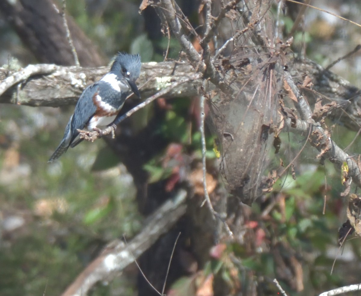 Belted Kingfisher - ML268498841