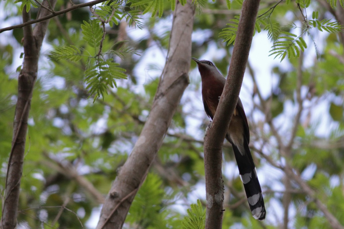 Bay-breasted Cuckoo - Ian Davies