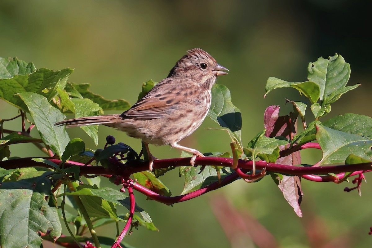 Song Sparrow - ML268499001