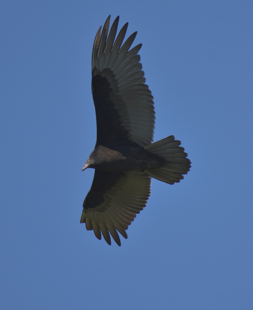 Turkey Vulture - ML268499061