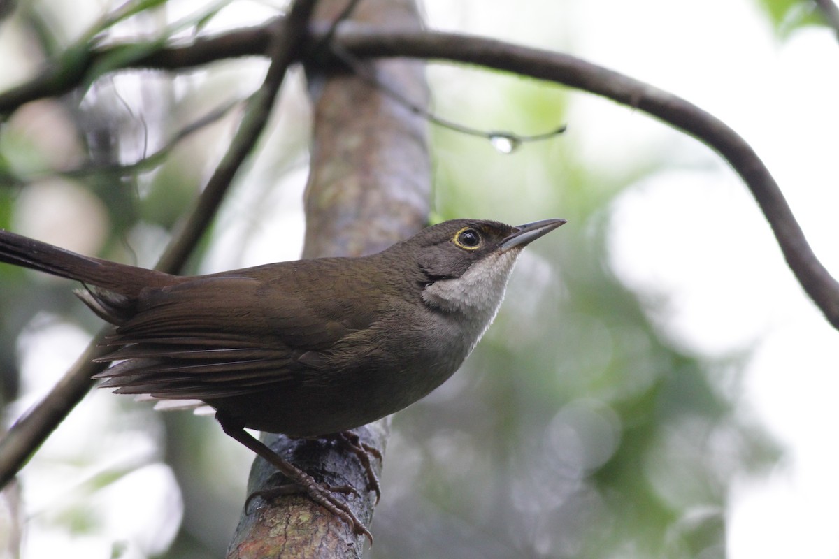 Eastern Chat-Tanager - Ian Davies