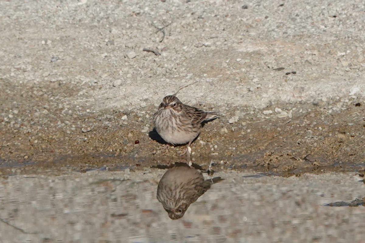 Vesper Sparrow - ML268500391