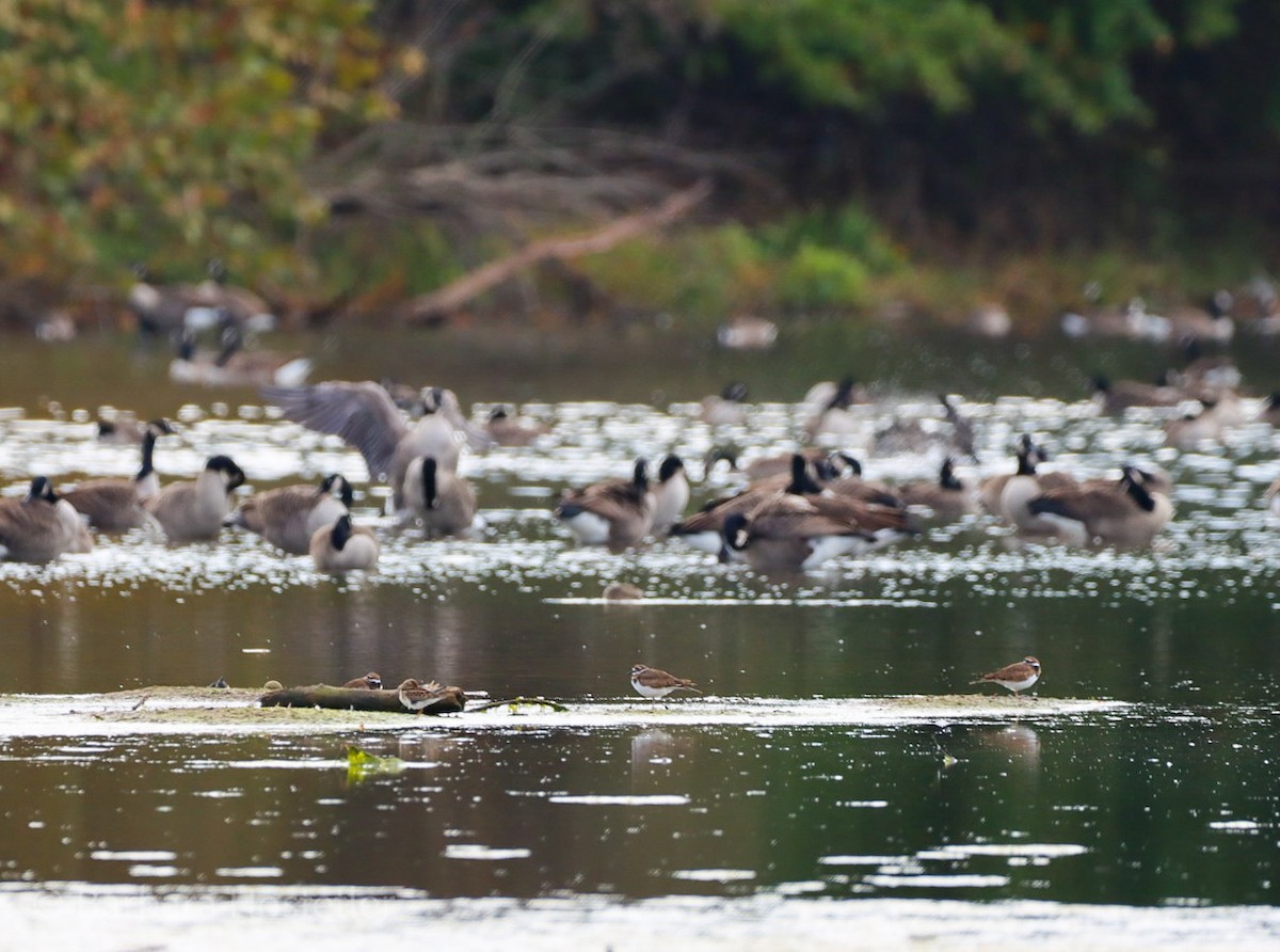 Killdeer - ML268501231