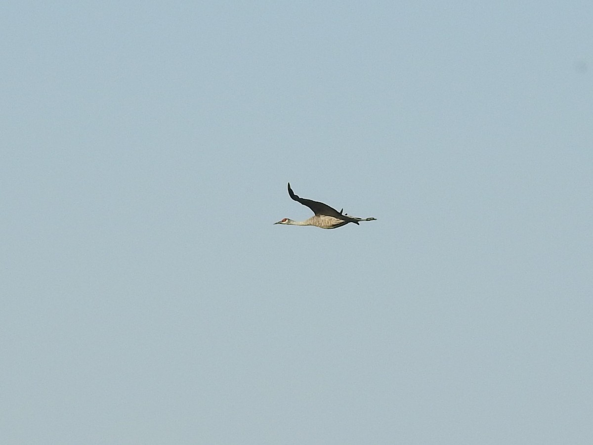 Sandhill Crane - ML268501801