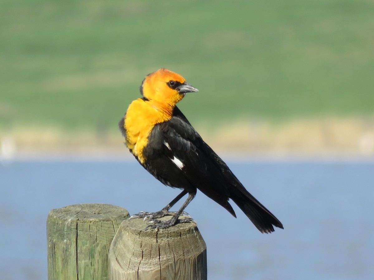 Yellow-headed Blackbird - Matyas Gerloczy