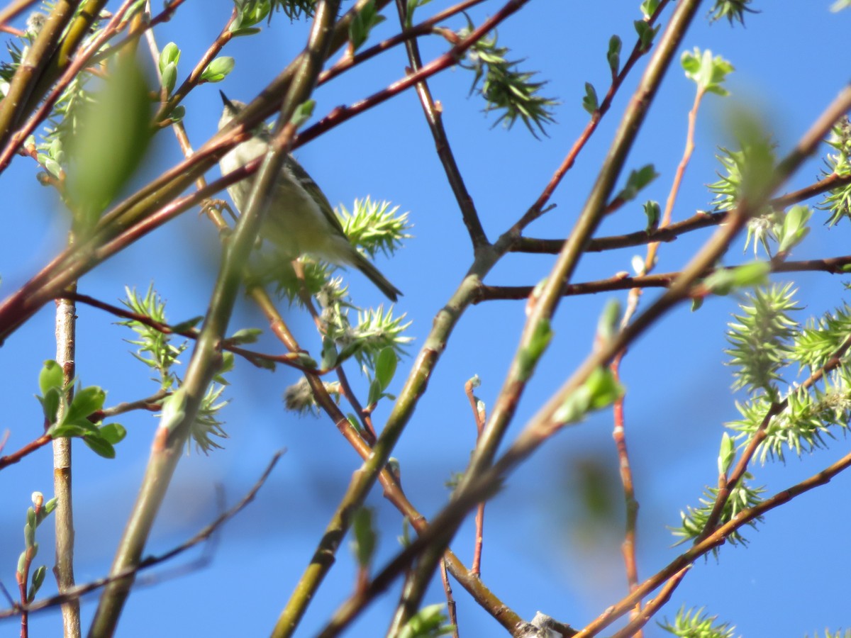 Ruby-crowned Kinglet - Matyas Gerloczy