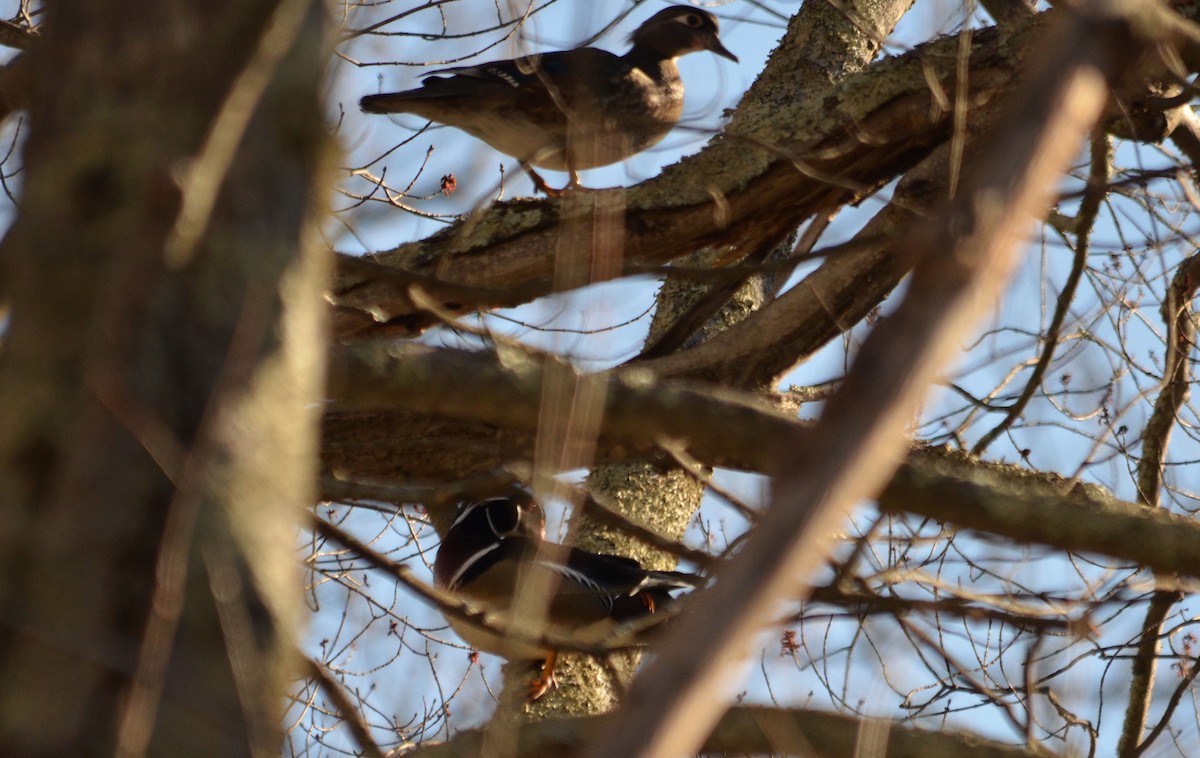 Wood Duck - ML26850531