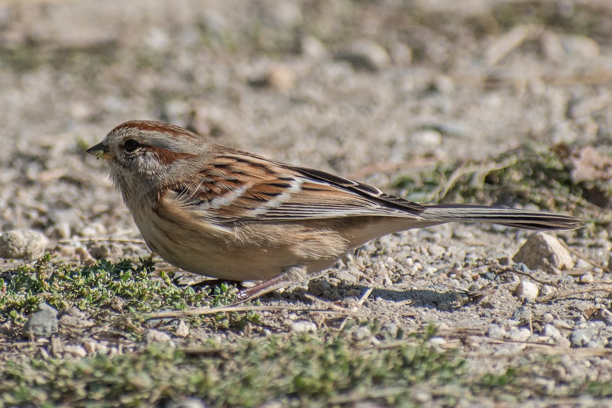 American Tree Sparrow - ML268505411