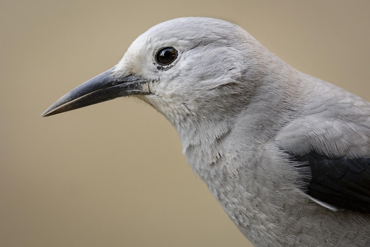 Clark's Nutcracker - ML268507521