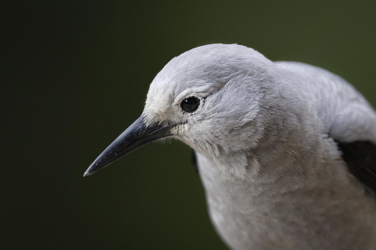 Clark's Nutcracker - ML268507531