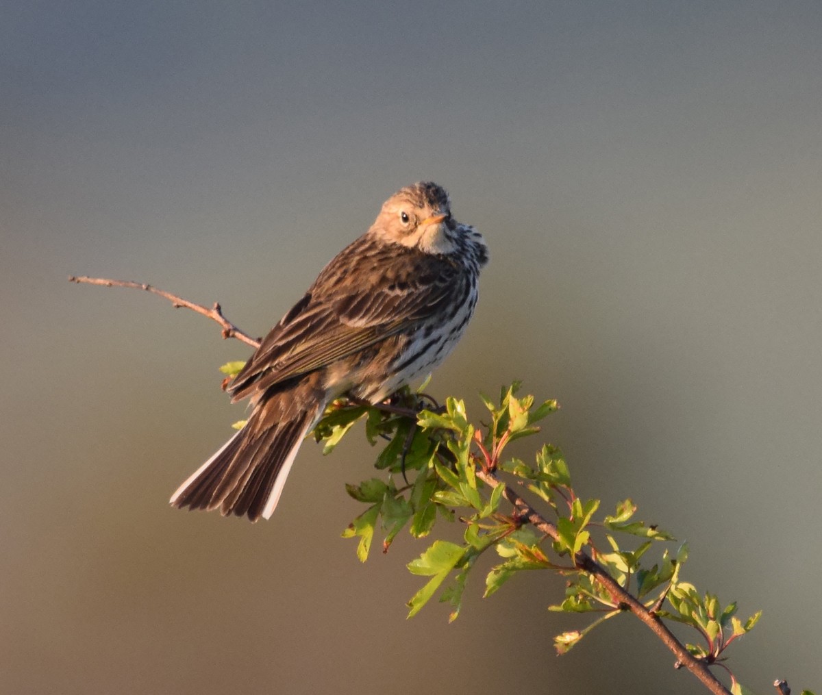 Meadow Pipit - ML268508091