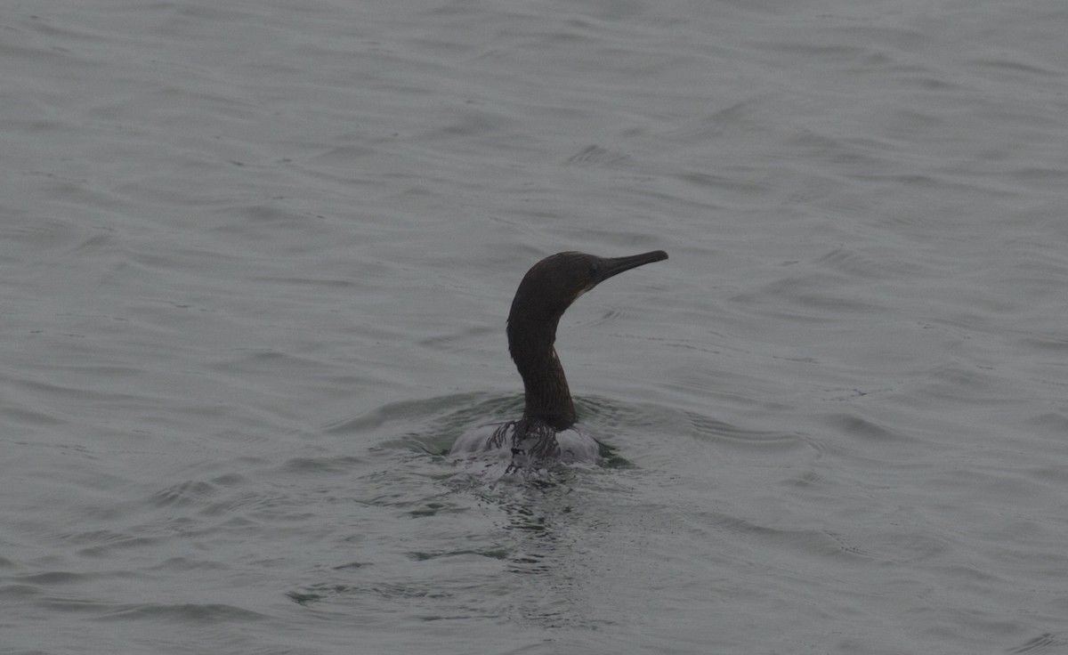 Brandt's Cormorant - Dan Roth