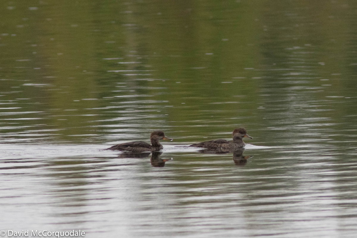 Hooded Merganser - David McCorquodale