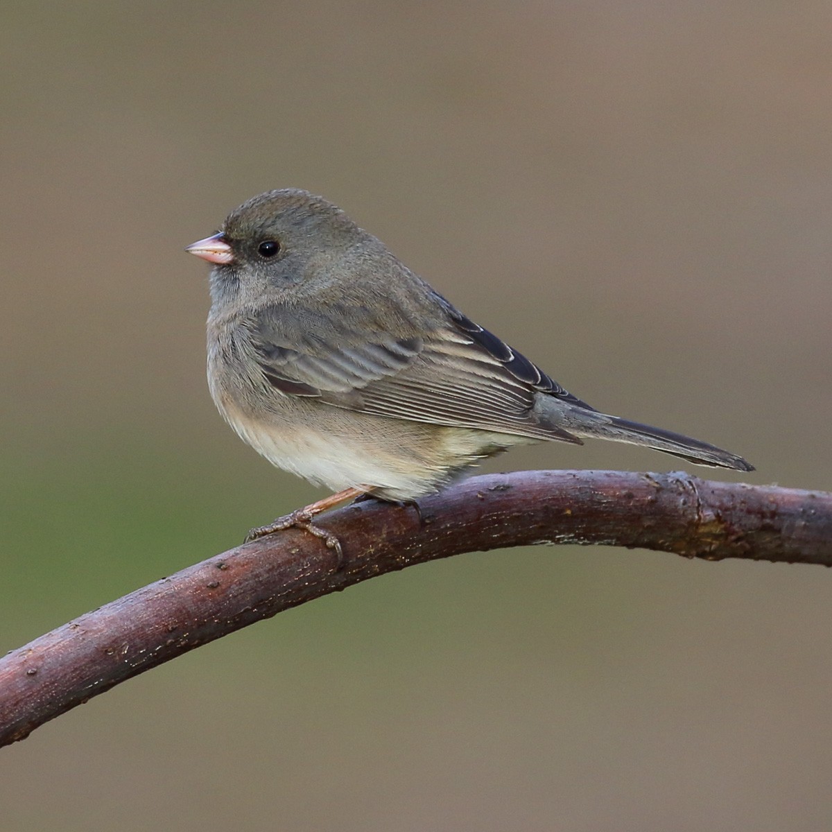 Dark-eyed Junco (Slate-colored) - Dan Vickers