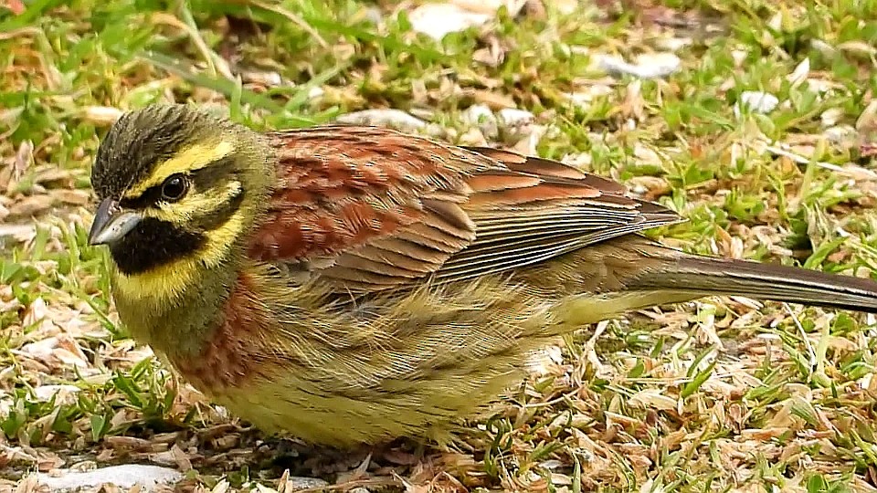 Cirl Bunting - ML268510171