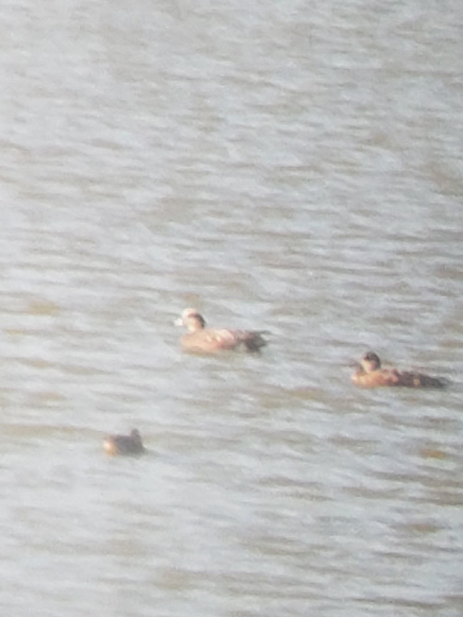 American Wigeon - ML268510551