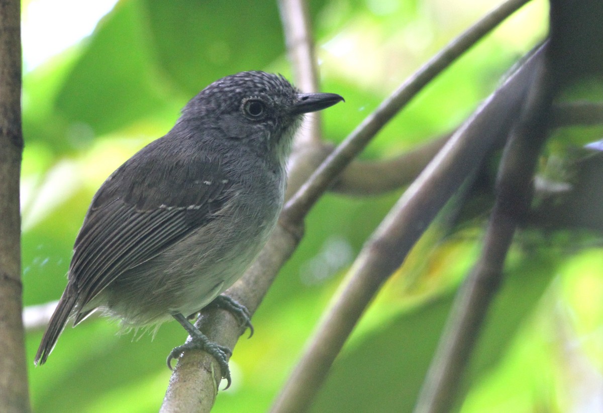 Spot-crowned Antvireo - ML26851061