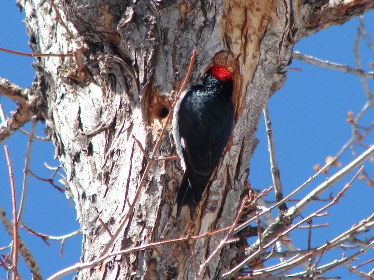 Acorn Woodpecker - ML268511211
