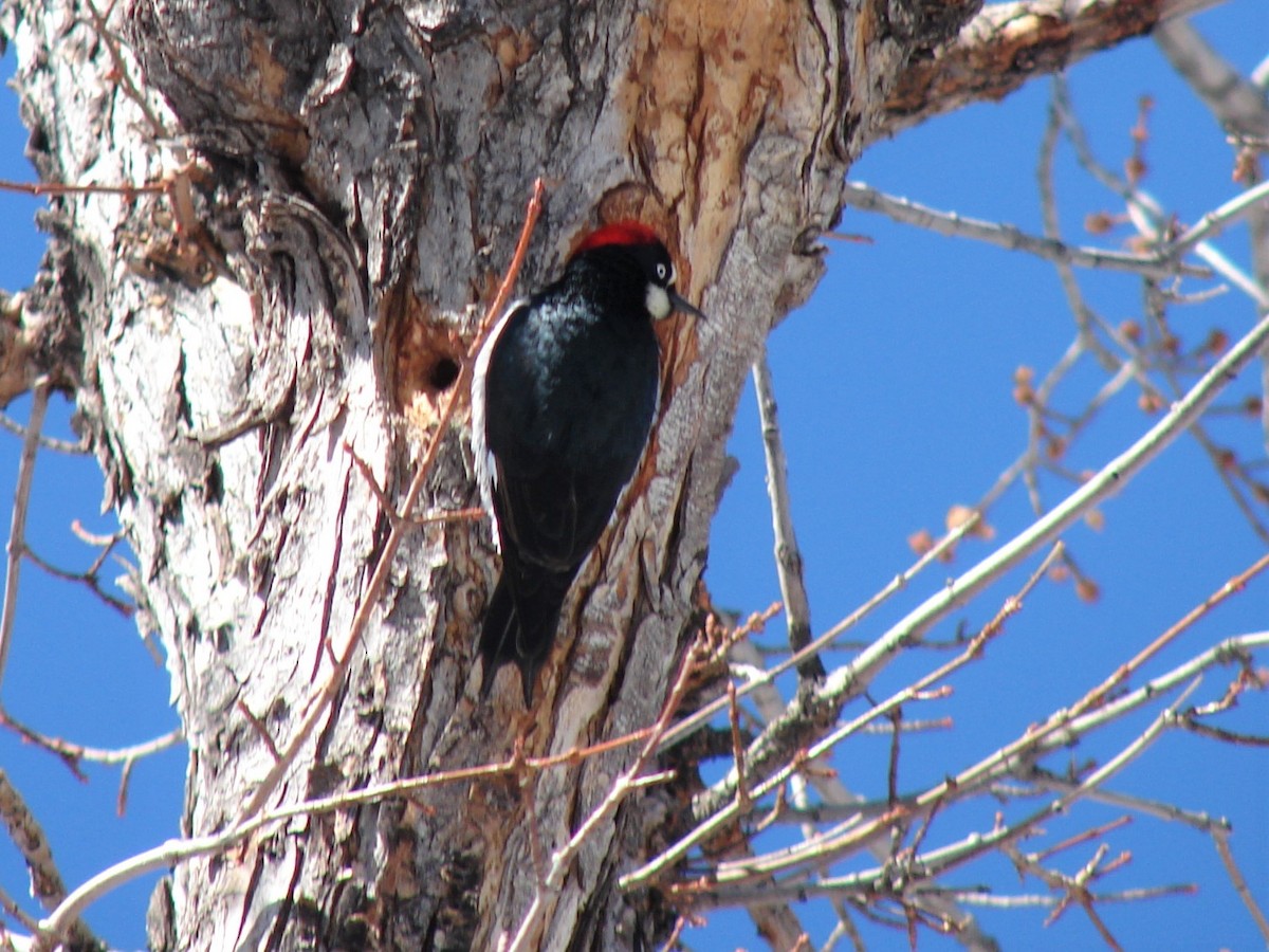 Acorn Woodpecker - ML268511221