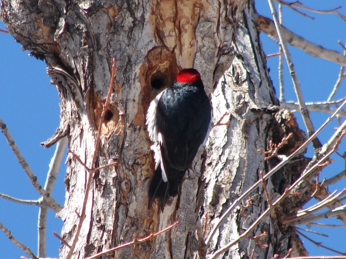 Acorn Woodpecker - ML268511231