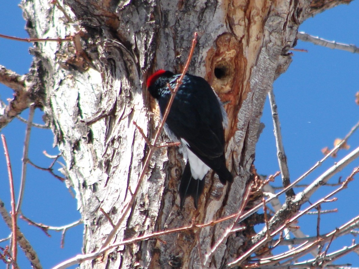 Acorn Woodpecker - ML268511241