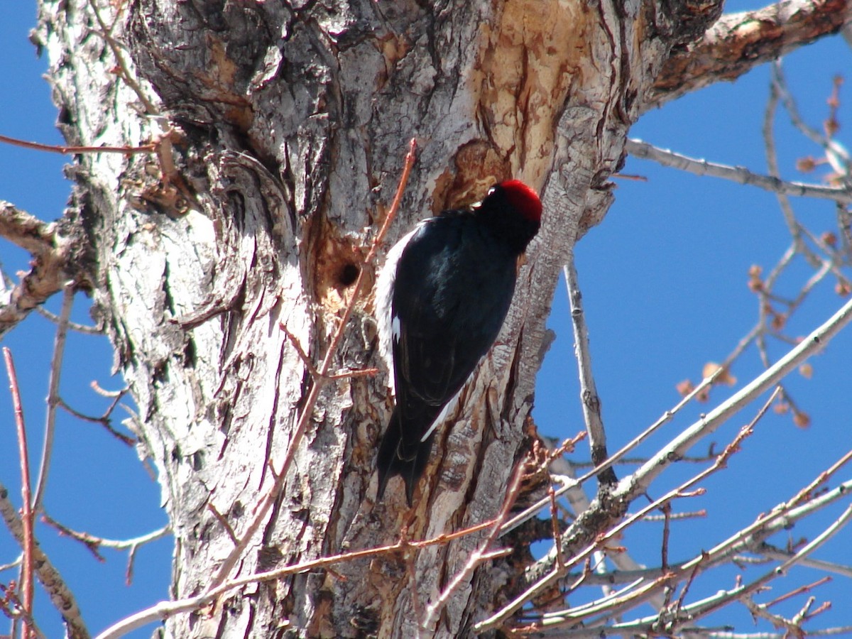 Acorn Woodpecker - ML268511251