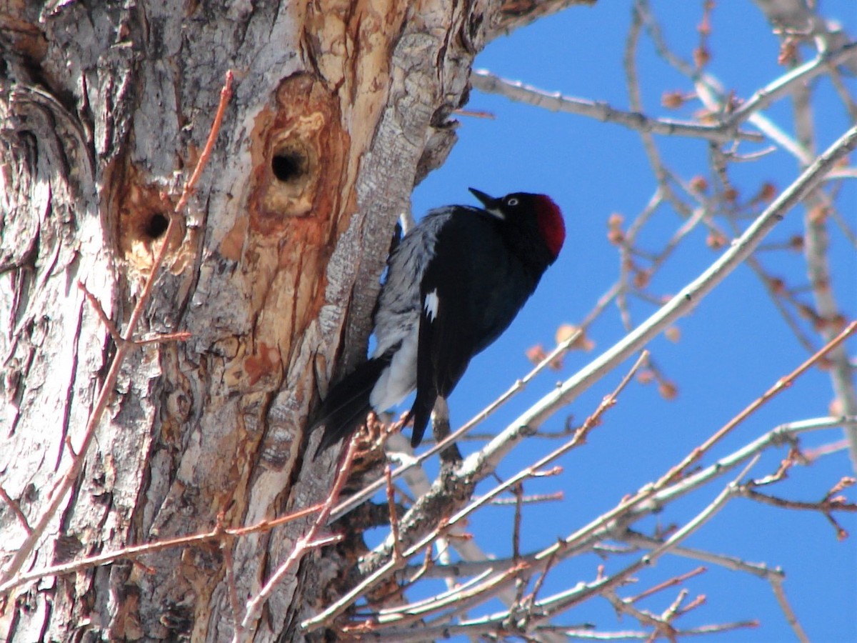 Acorn Woodpecker - ML268511261
