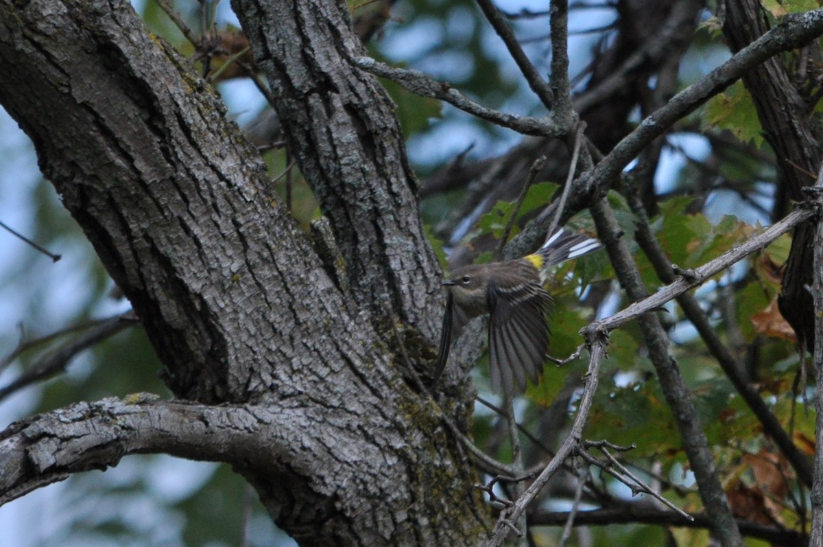 Yellow-rumped Warbler - ML268511571