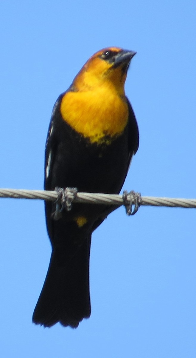 Yellow-headed Blackbird - ML268512291