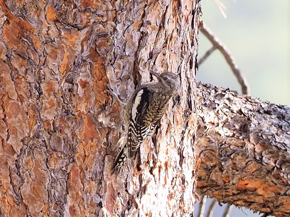 Williamson's Sapsucker - ML268512411