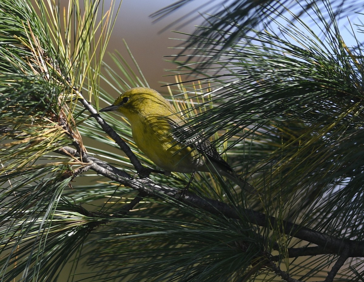 Pine Warbler - ML268513471