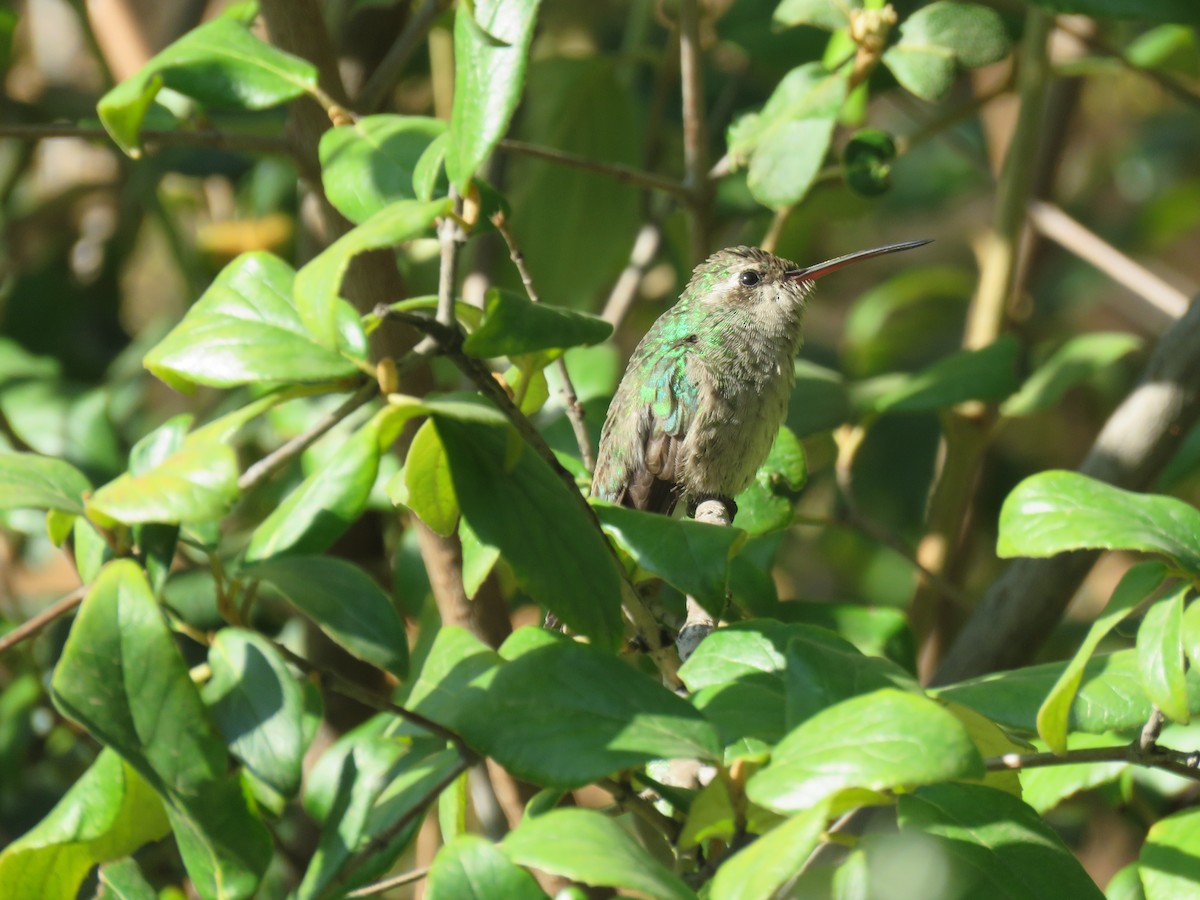 Broad-billed Hummingbird - ML268514941