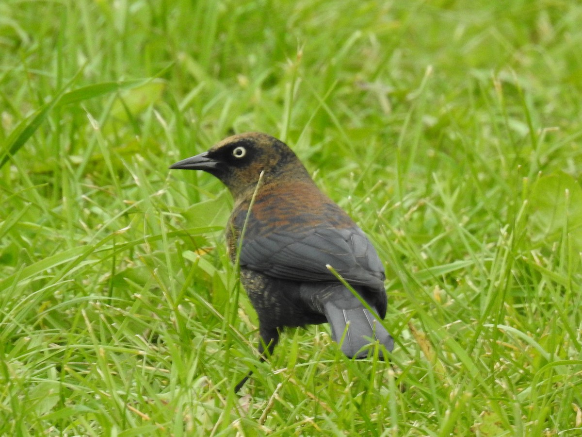 Rusty Blackbird - Jean-Serge Vincent
