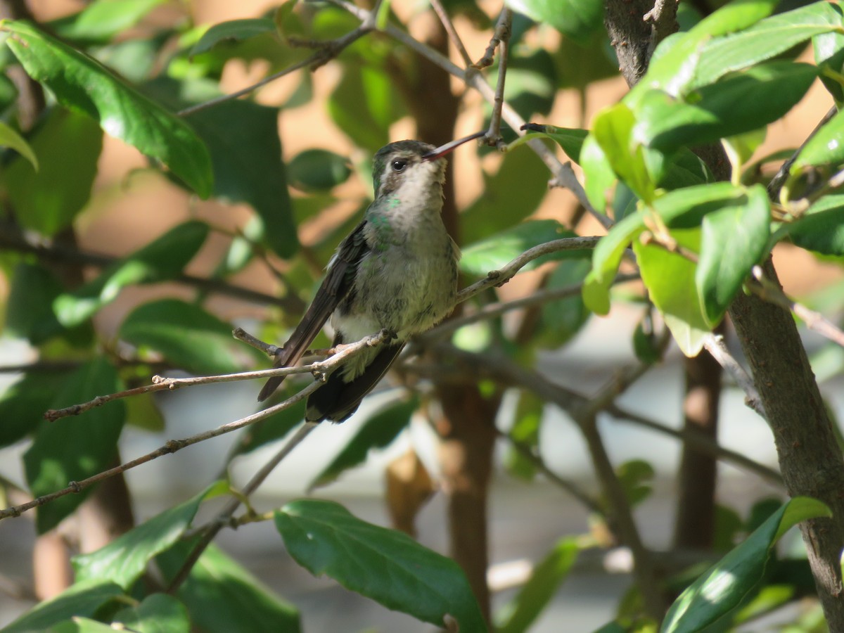 Broad-billed Hummingbird - ML268515161