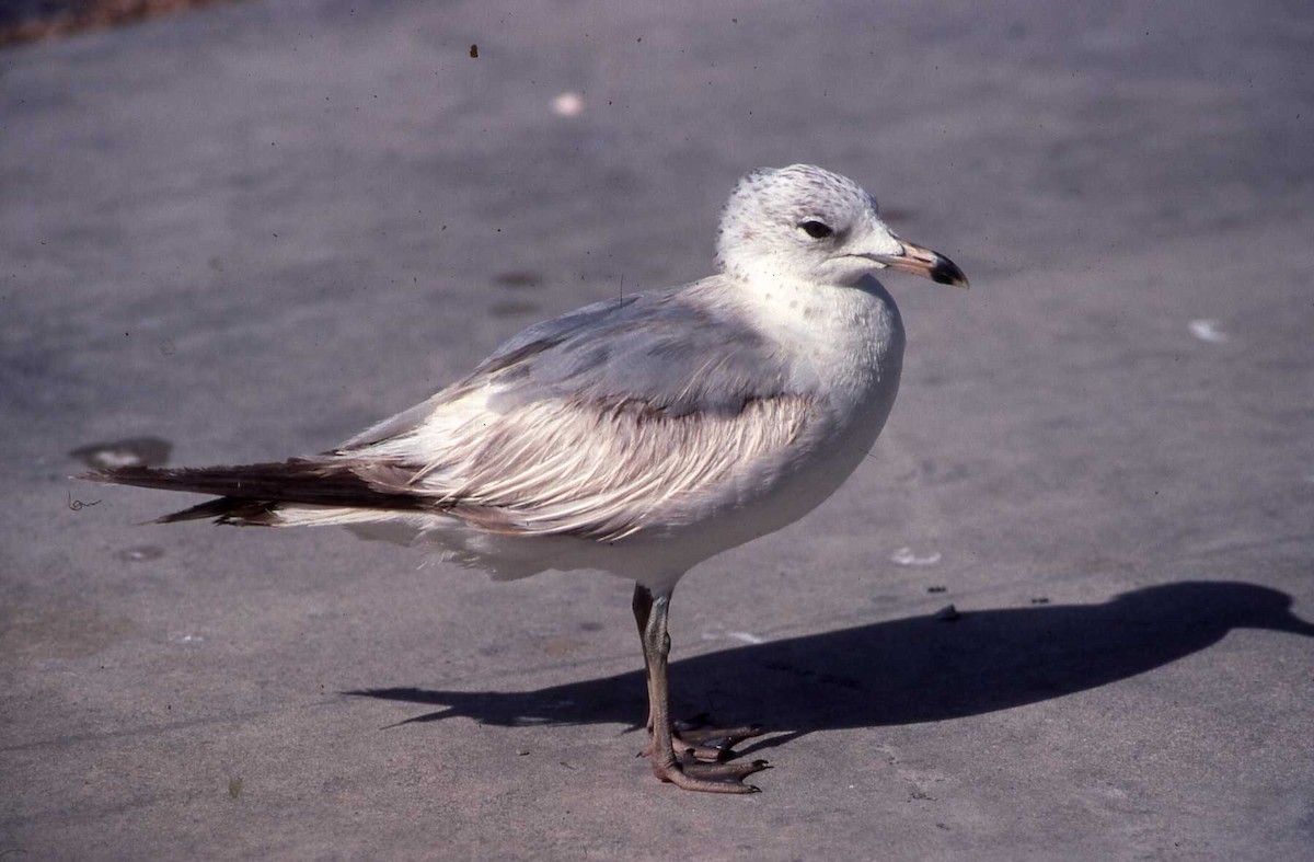 Ring-billed Gull - Simon Tonge