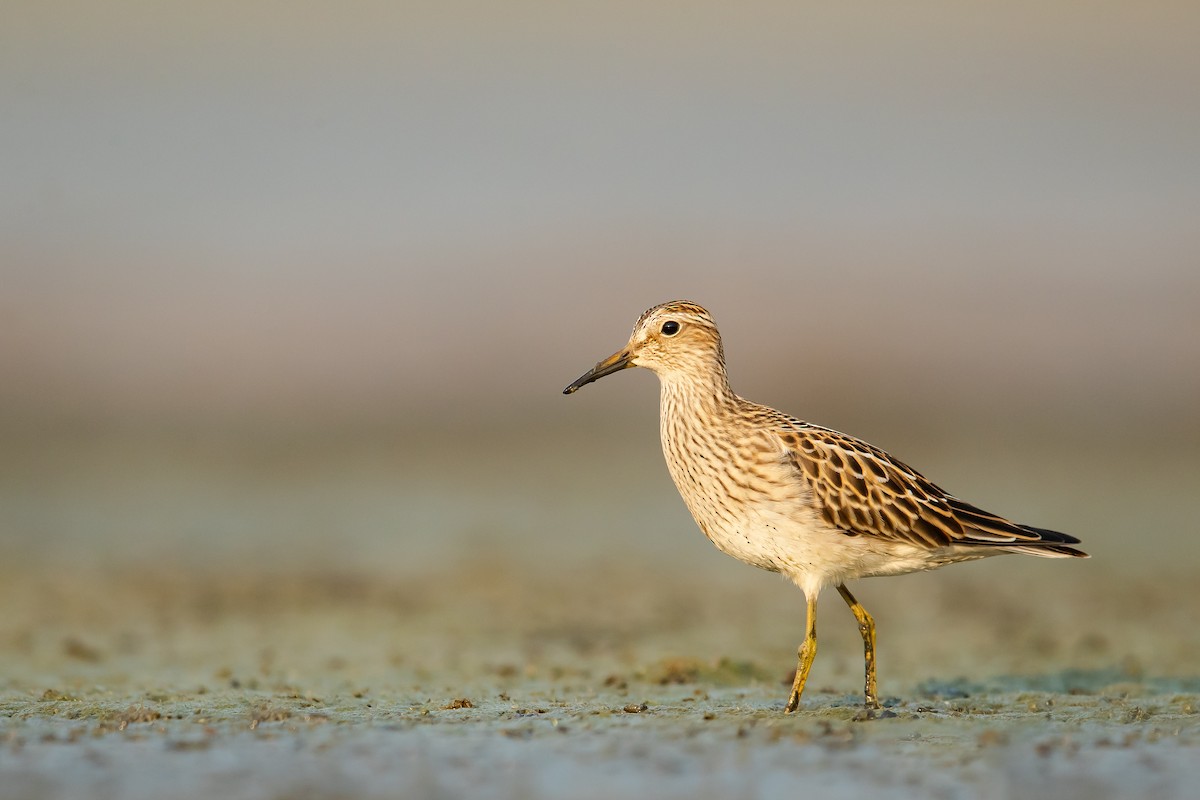 Pectoral Sandpiper - ML268518331