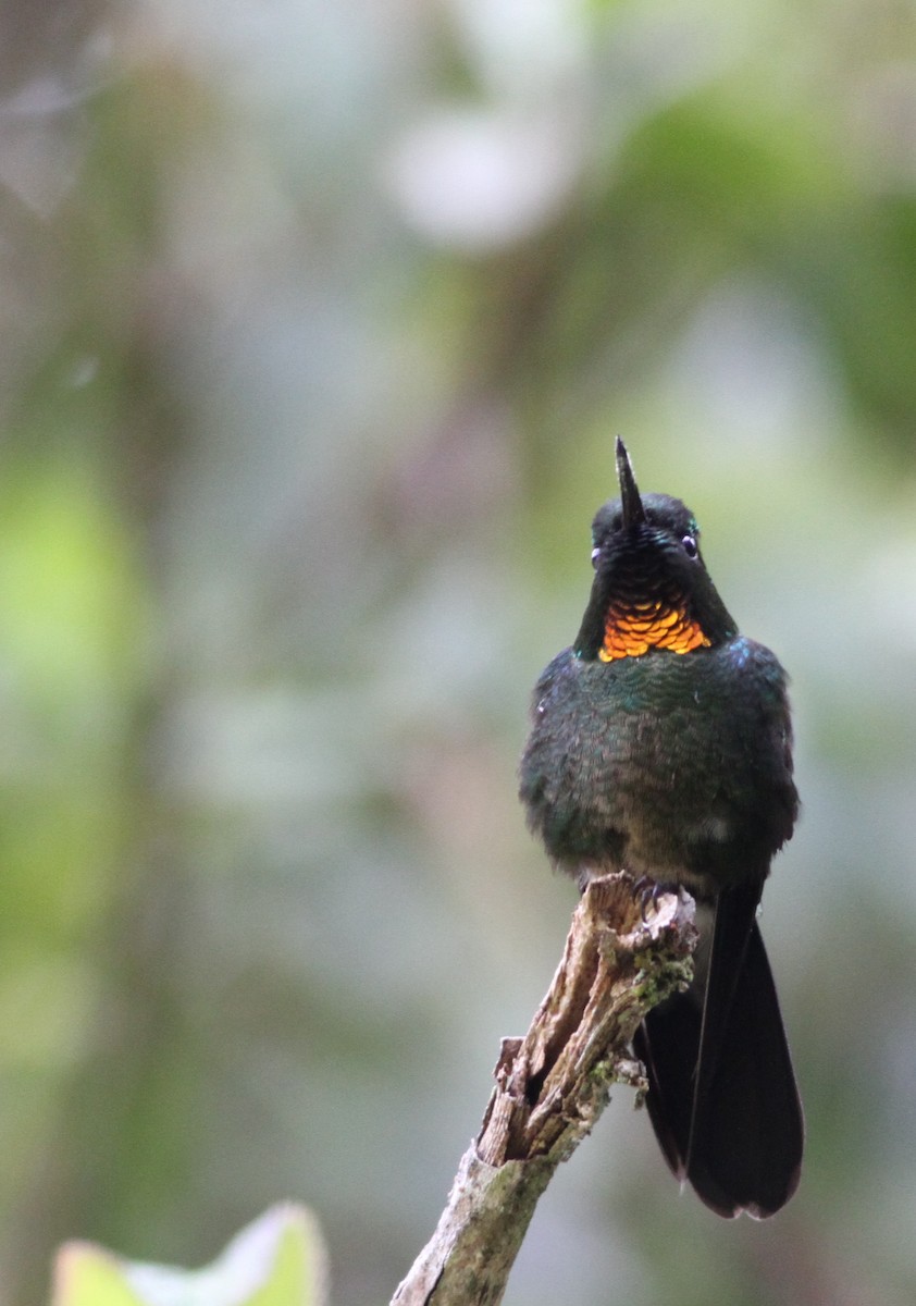 kolibřík drobný - ML26851941