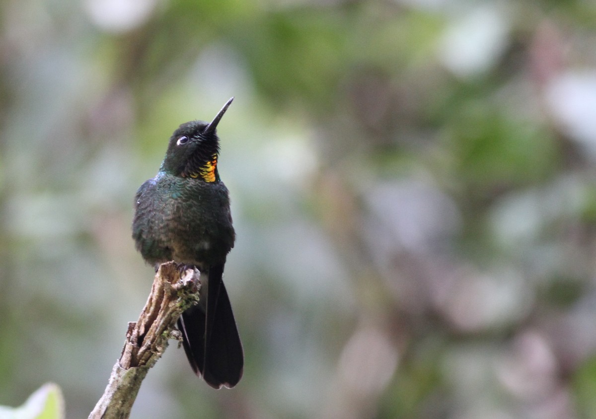 Colibrí Lucero - ML26851951