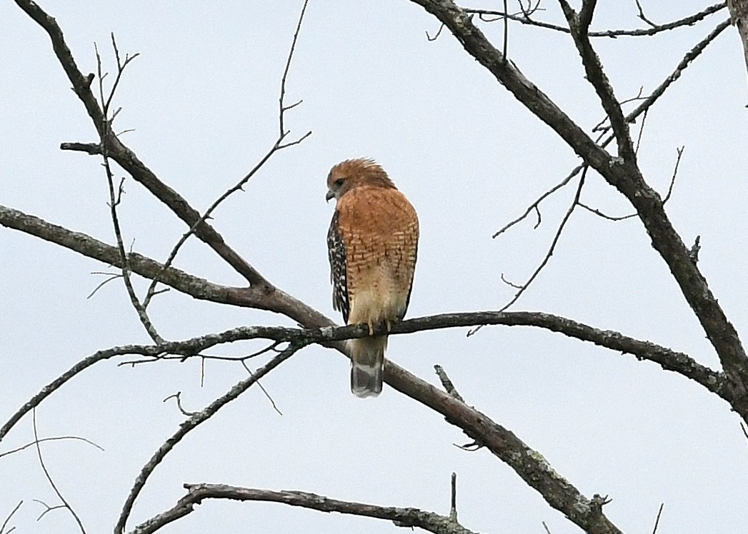 Rotschulterbussard - ML268519551