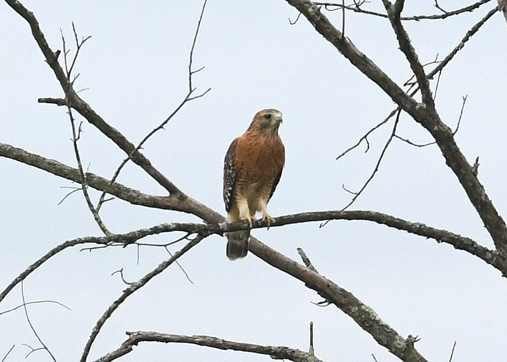 Red-shouldered Hawk - ML268519581