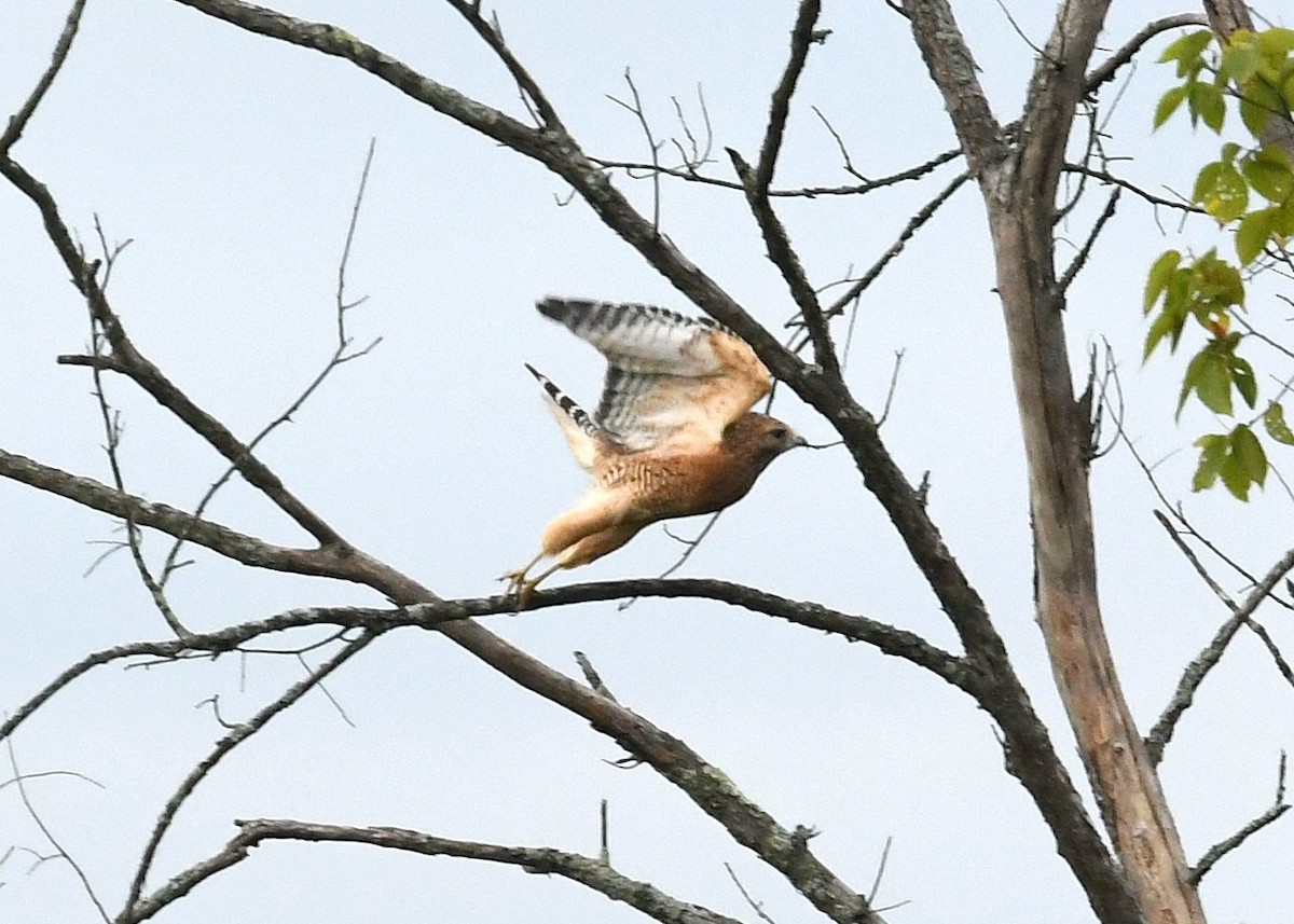 Red-shouldered Hawk - Gary Chapin