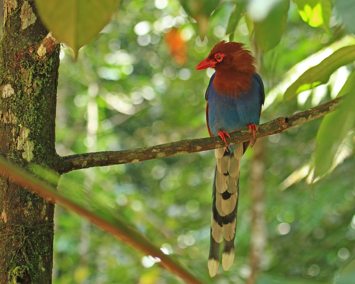 Sri Lanka Blue-Magpie - ML26852041