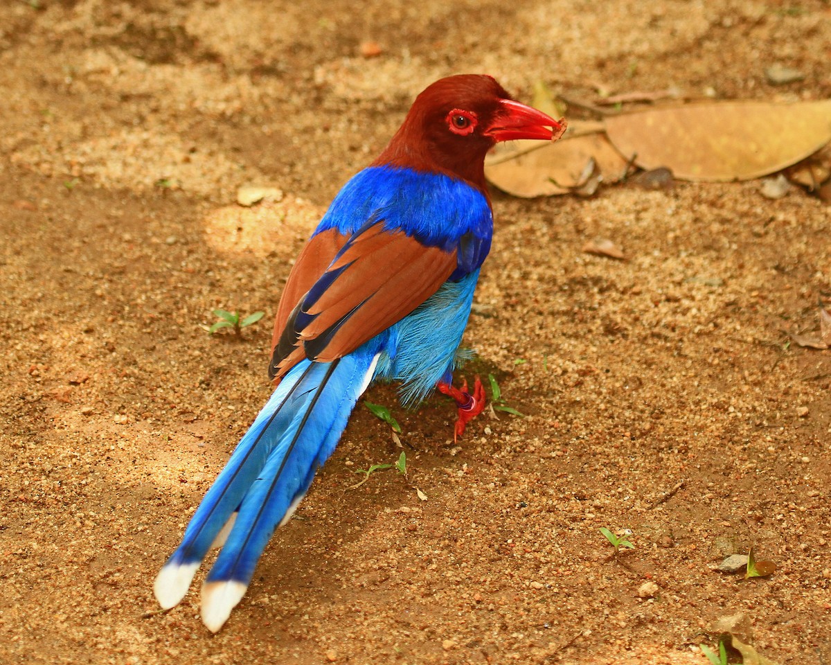 Sri Lanka Blue-Magpie - ML26852051