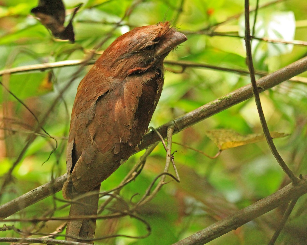 Sri Lanka Frogmouth - ML26852111