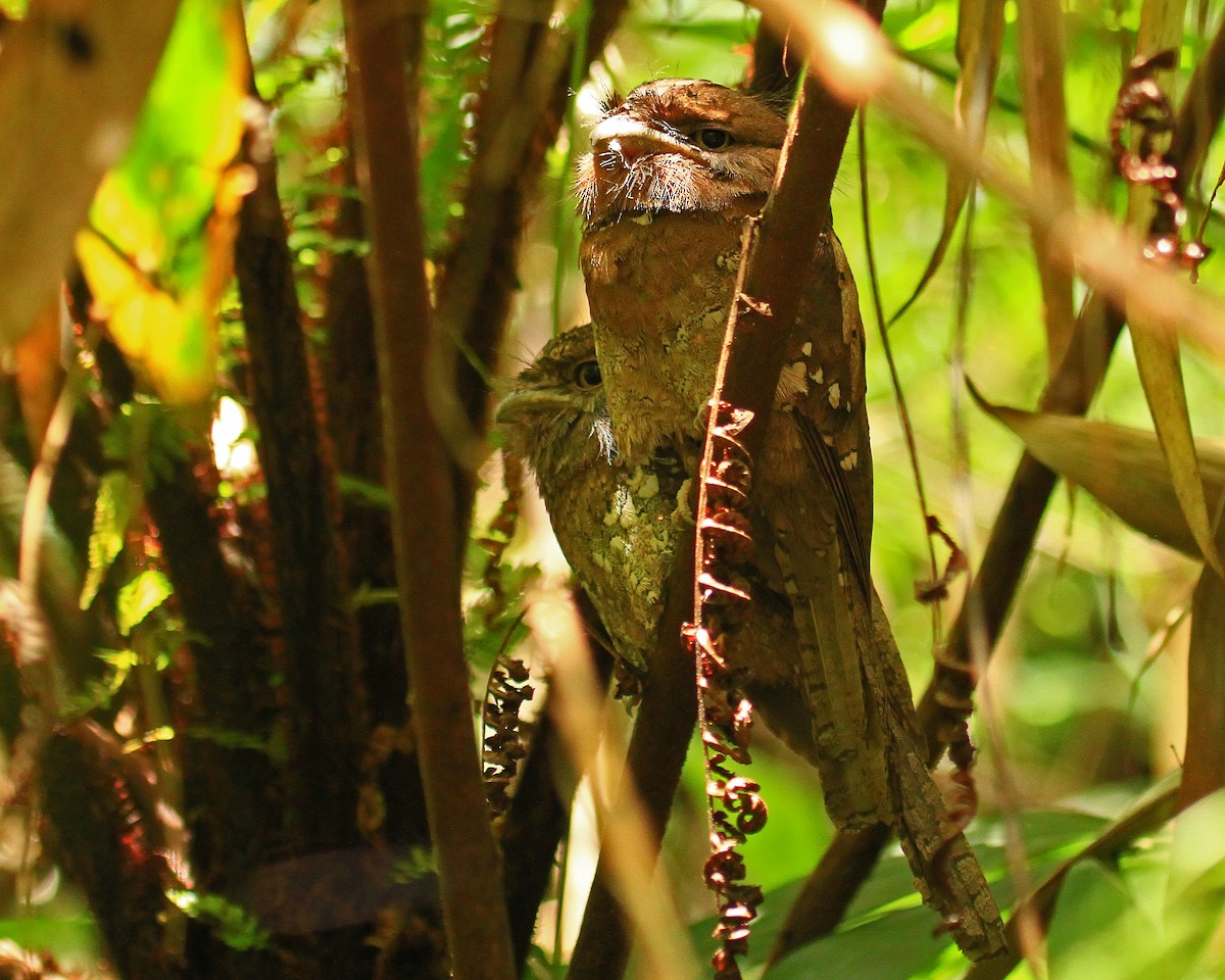 Sri Lanka Frogmouth - ML26852121