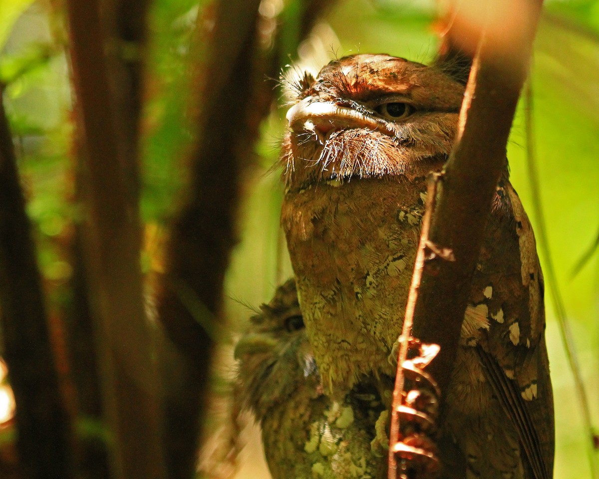 Sri Lanka Frogmouth - ML26852131