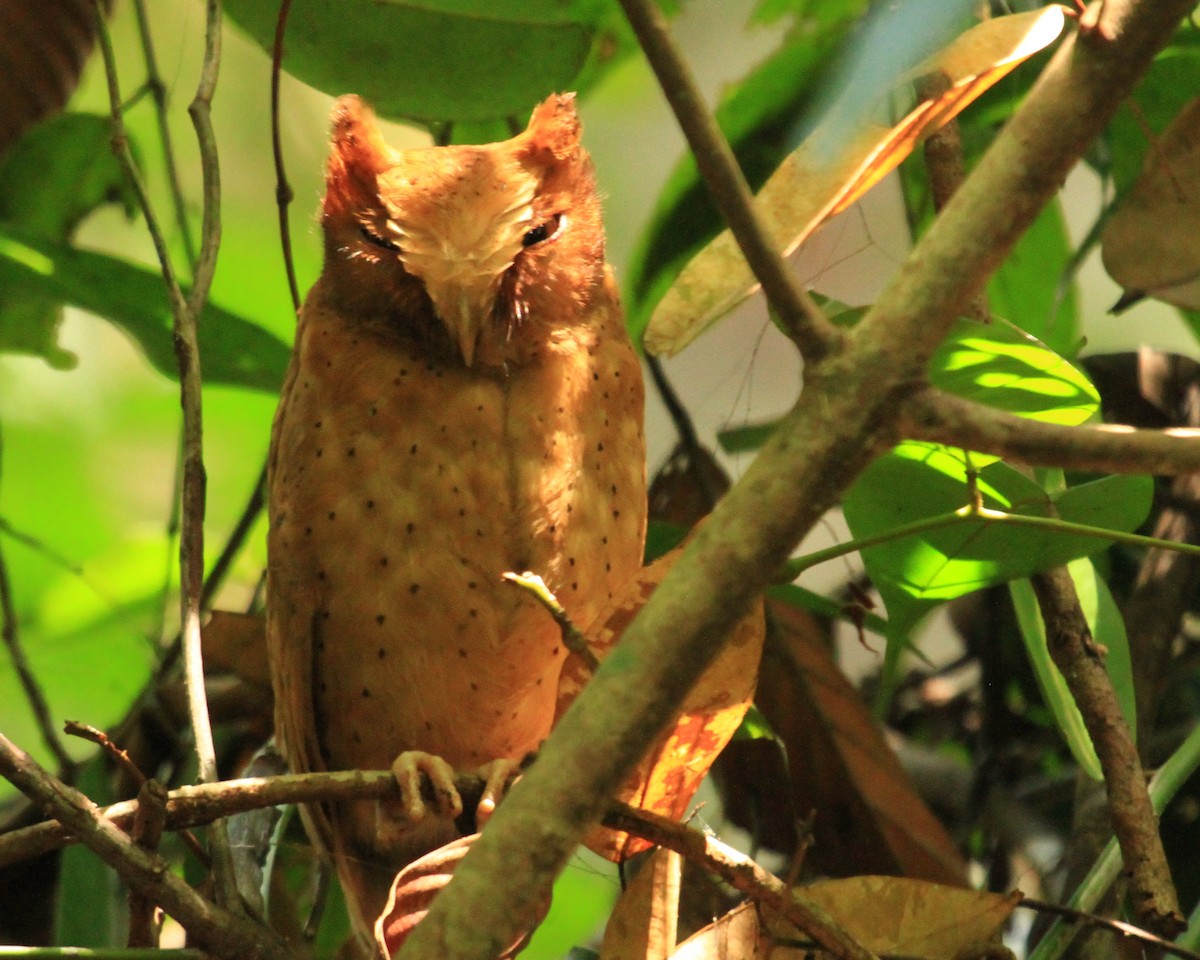 Serendib Scops-Owl - ML26852211