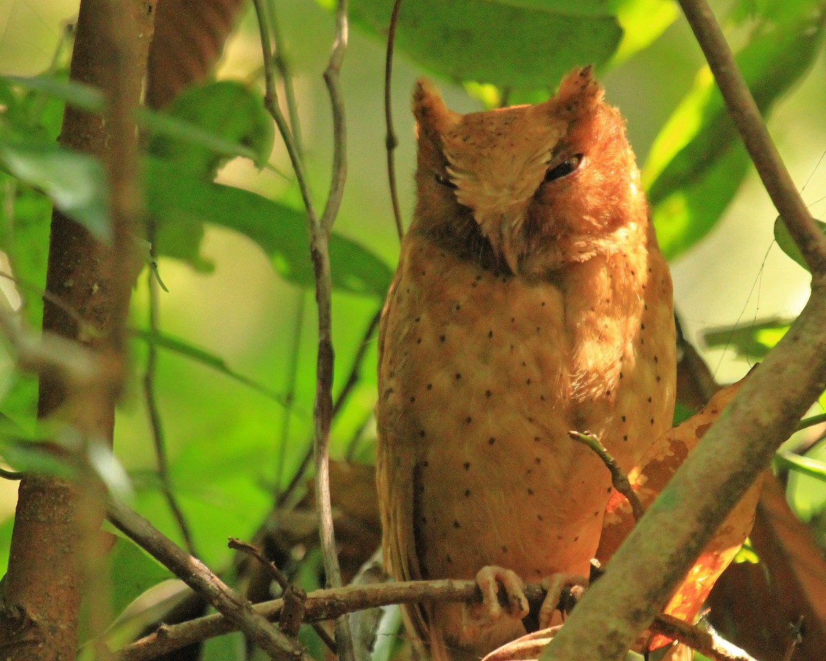 Serendib Scops-Owl - ML26852231