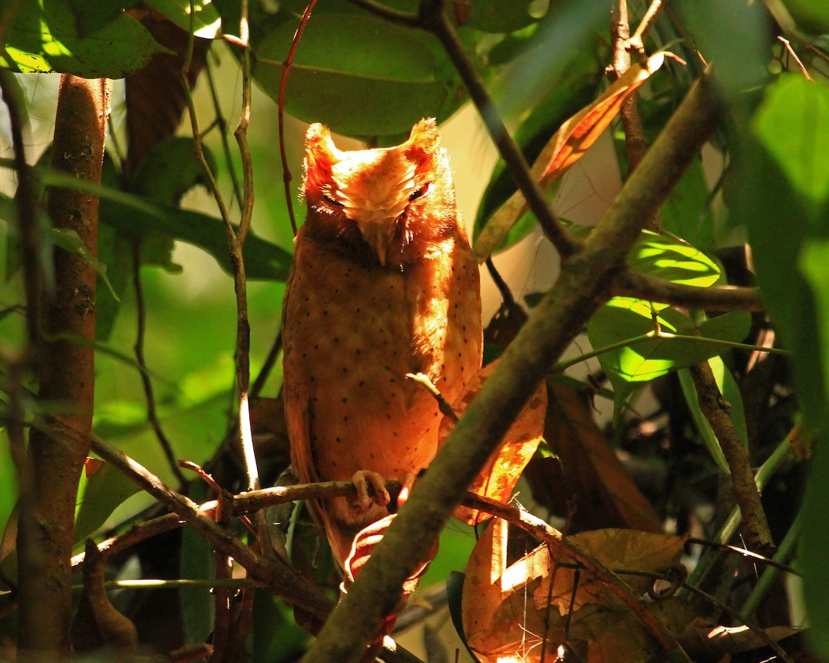 Serendib Scops-Owl - ML26852241