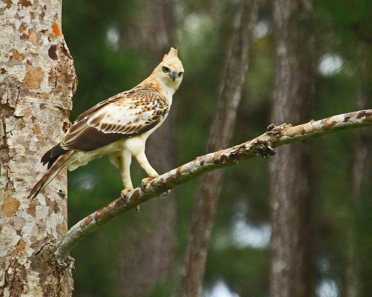 Changeable Hawk-Eagle (Crested) - ML26852371